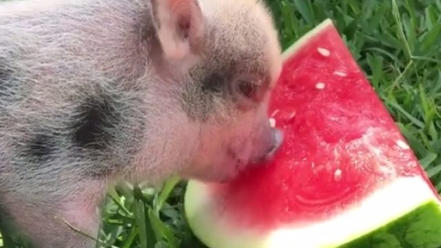 eating watermelon gif