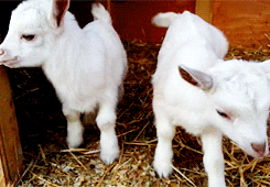 daily-animals-goat.gif
