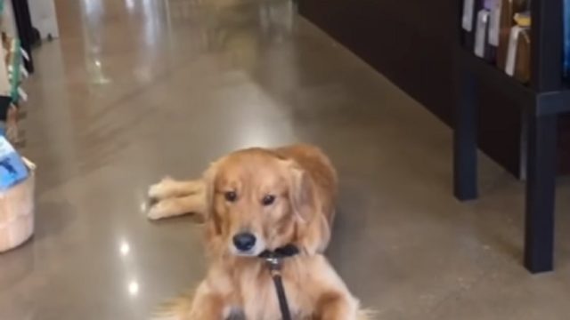 dog in pet store