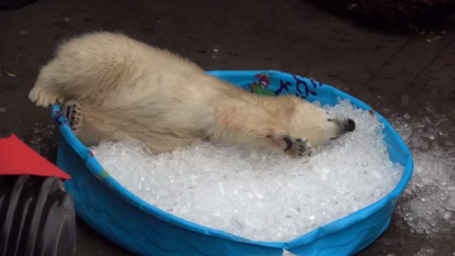polar bear