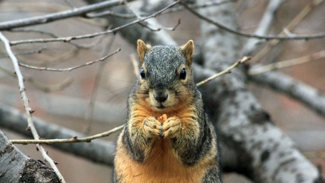 squirrel