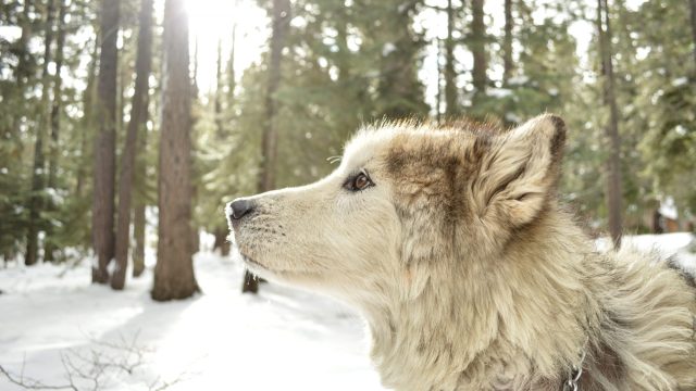 wolf