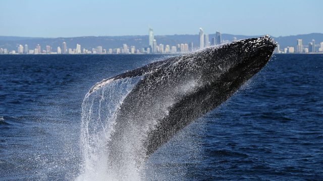 Whale Watching Season Underway On Australia's East Coast