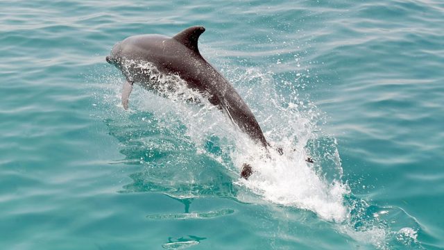 dophin