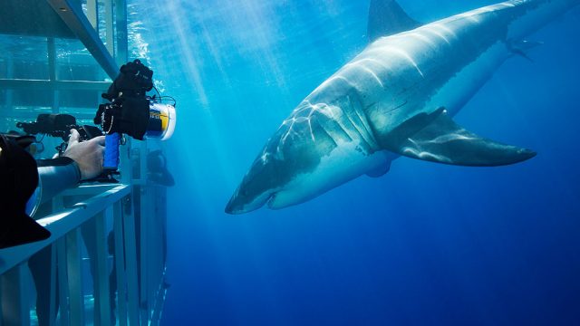 Great White Sharks Up Close