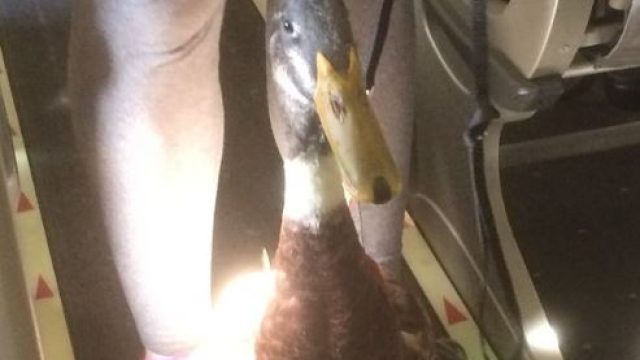 danielduck2