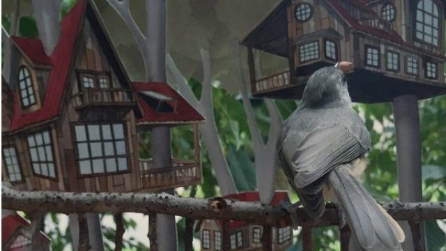 bird-cover