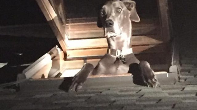 dog-in-skylight