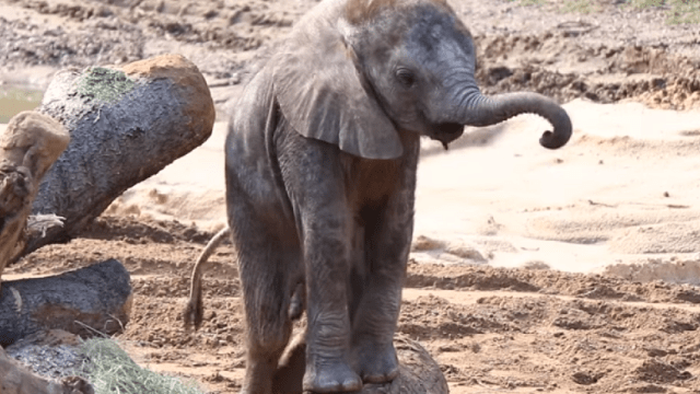 elephant-baby