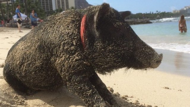 pig-cover