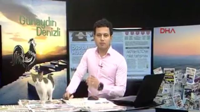 cat-crashes-news-broadcast