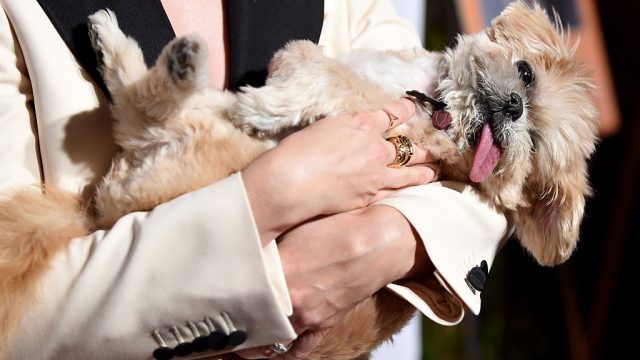 ASPCA's Los Angeles Benefit - Red Carpet