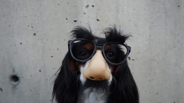 dog-in-costume
