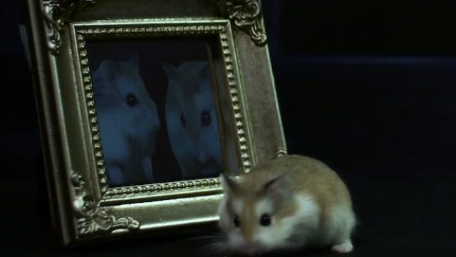 mirror-hamster-potter-615x388