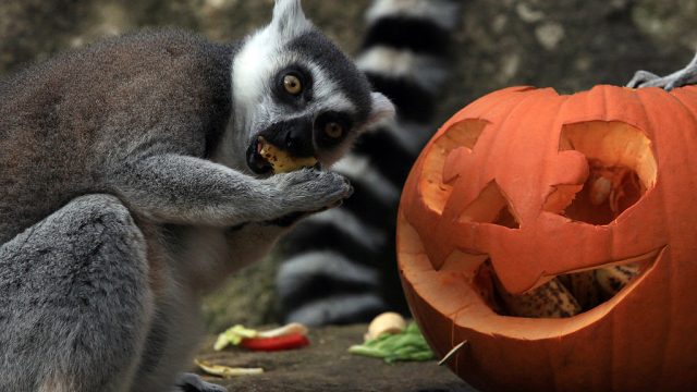 lemur pumpkins