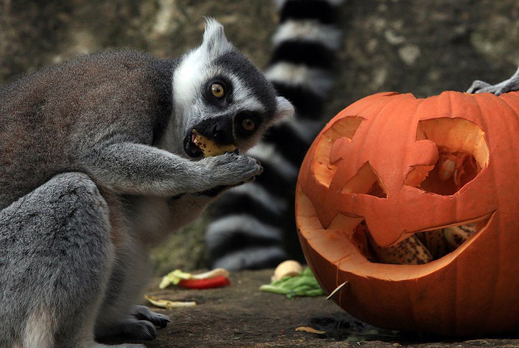 6 adorable zoo animals playing with pumpkins for some Halloween cheer - HelloGigglesHelloGiggles 6 adorable zoo animals playing with pumpkins for some Halloween cheer - HelloGigglesHelloGiggles