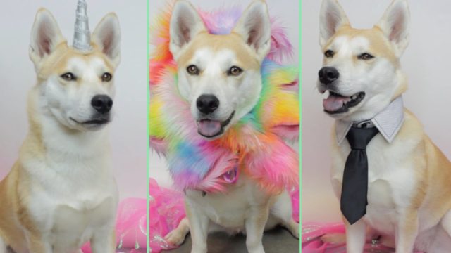 Rainbow DIY Dog Halloween Costume