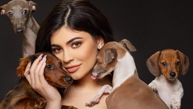 kylie-dogs