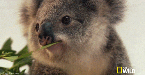 This little lost koala made everyone\'s day this weekend ...