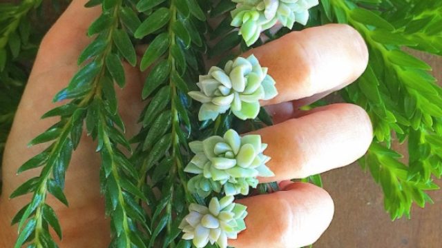 Succulentnails