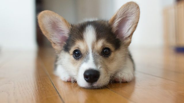 Corgi puppy