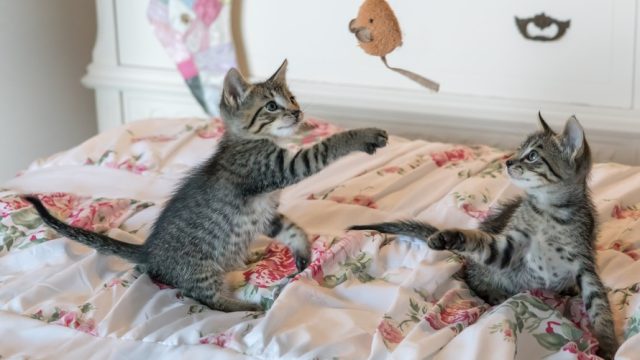 pexels-kittens-cats