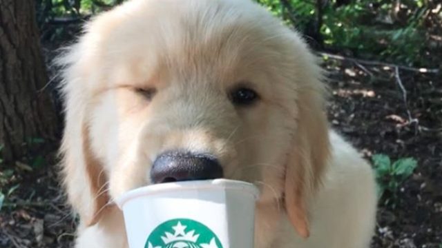 puppy