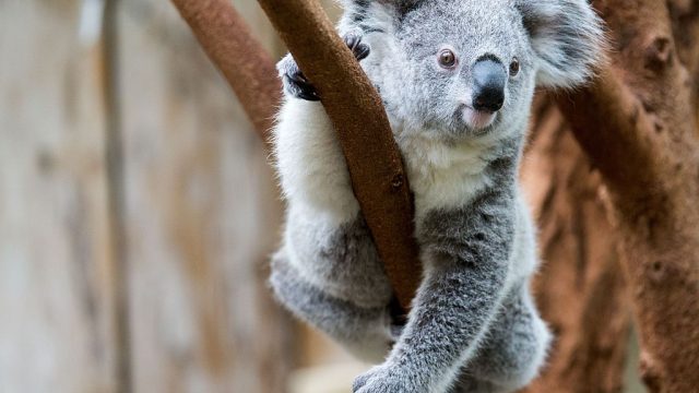 GERMANY-ANIMALS-ZOO-KOALA