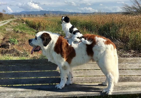 Miniature store st bernard