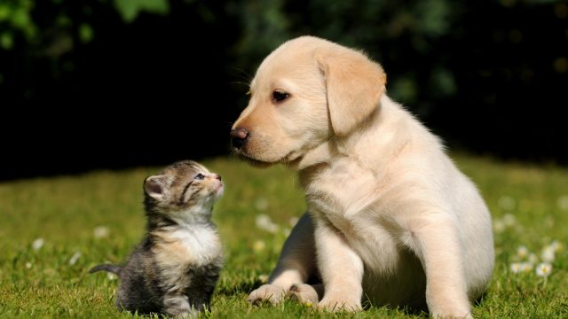 puppykitten