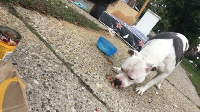 boo-abandoned-dog