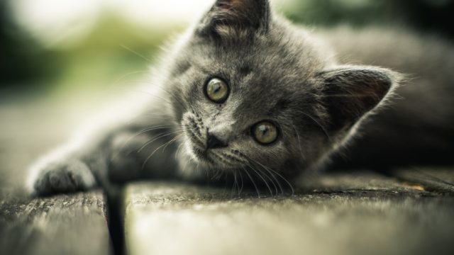 little-kitten-instagram