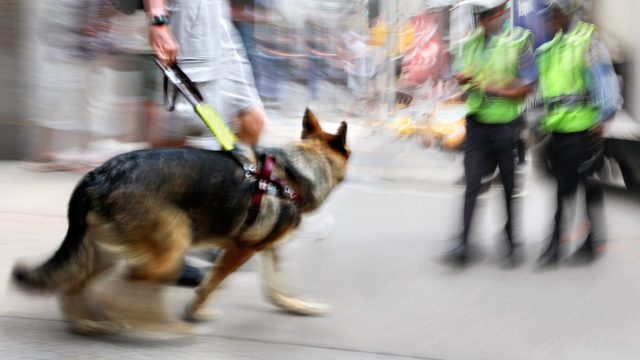 service dog