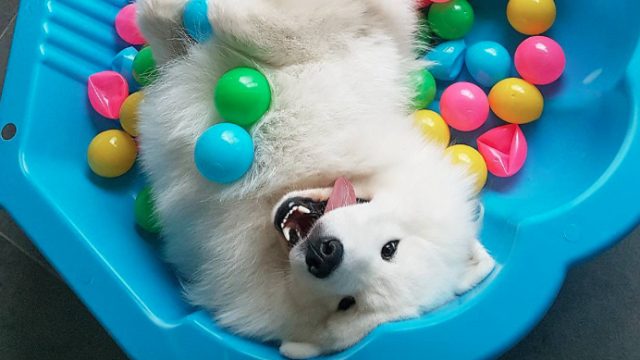 simbadog