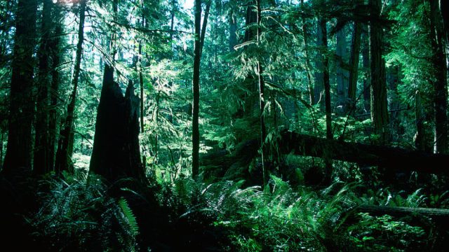 Macmillan Provincial Park, Canada