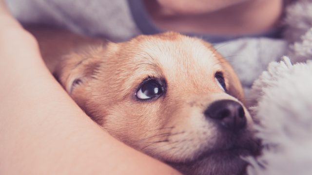 puppy