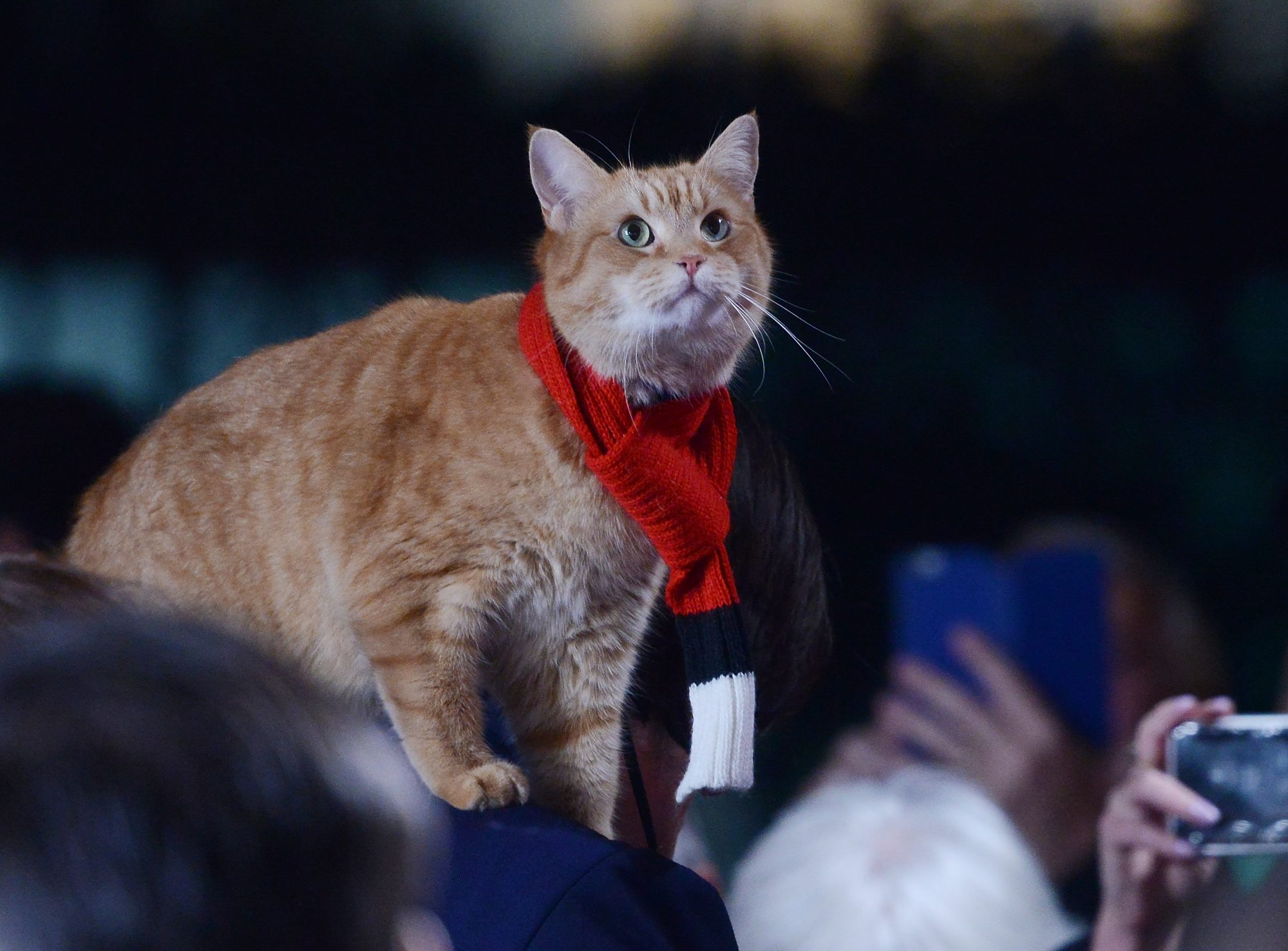 This cat's reaction to Kate Middleton is making our day ...