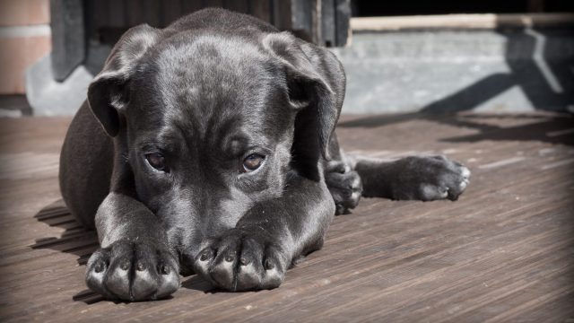 pet-dog-puppy-the-shy-52997