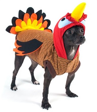 dog dressed as turkey