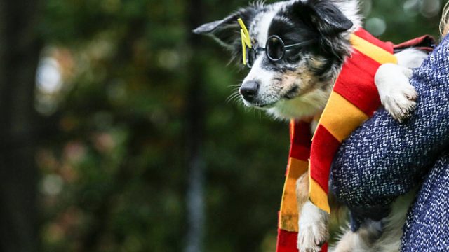 Halloween Dog Parade in New York