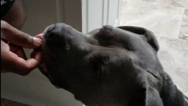dog-eats-sour-candy