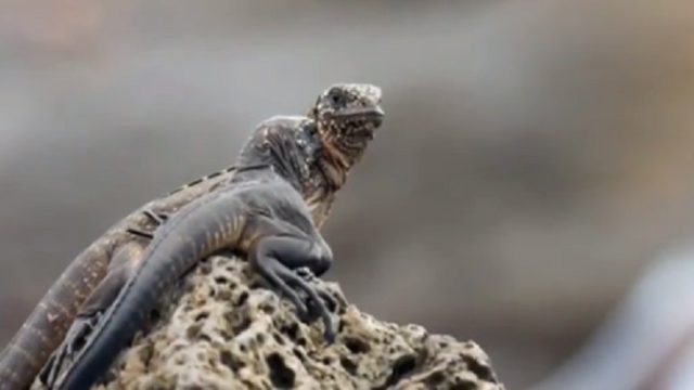 iguana-escapes-snakes