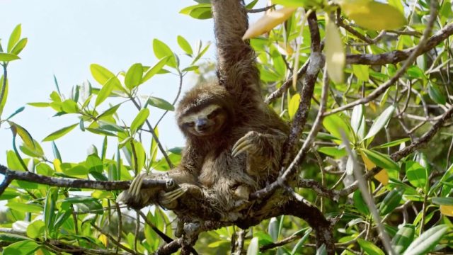 sloth