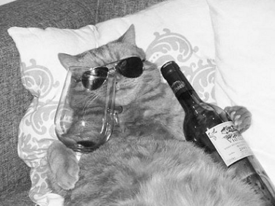 13 photos of animals drinking wine, because we're not the only ones  stressing about life at the moment - HelloGigglesHelloGiggles