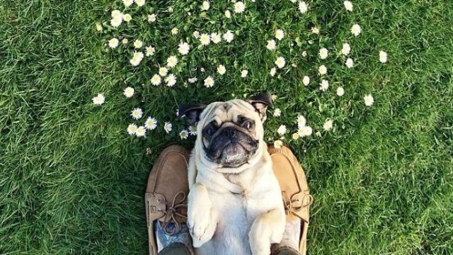 pug-norm-adventures-jeremy-veach-55-5821a23fa1c15__700