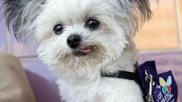 norbert-therapy-dog