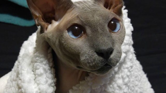 warrenthesphynx