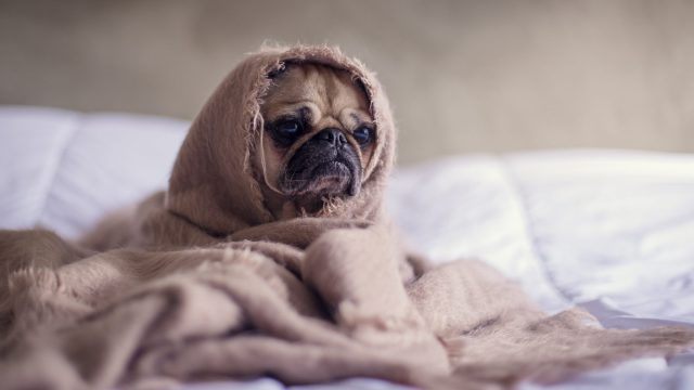pug