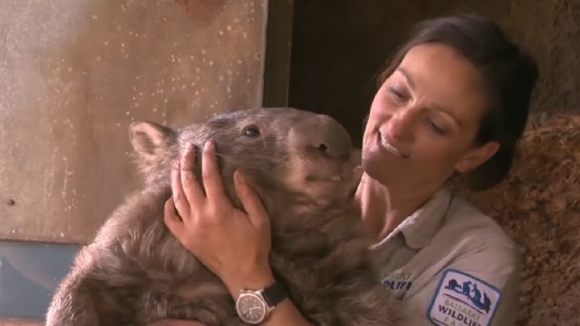 patrick-the-wombat