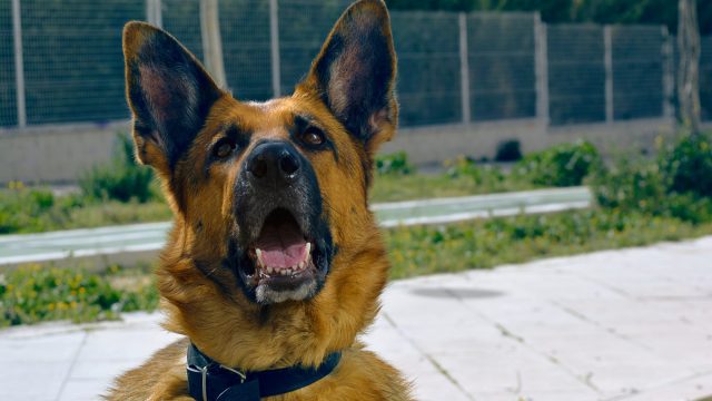 dog